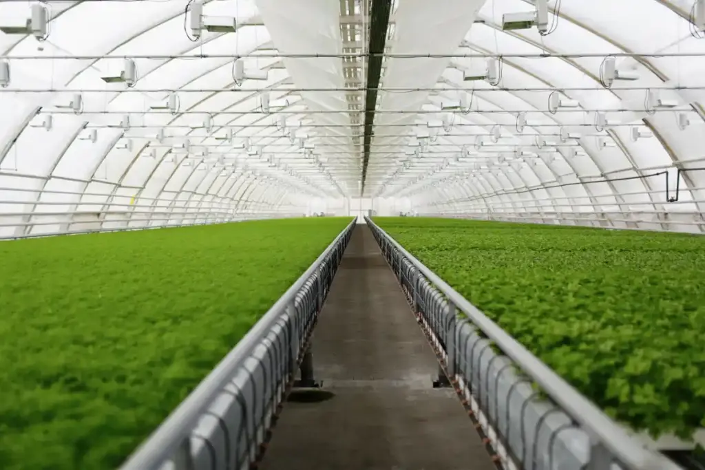 north facing greenhouse netherlands