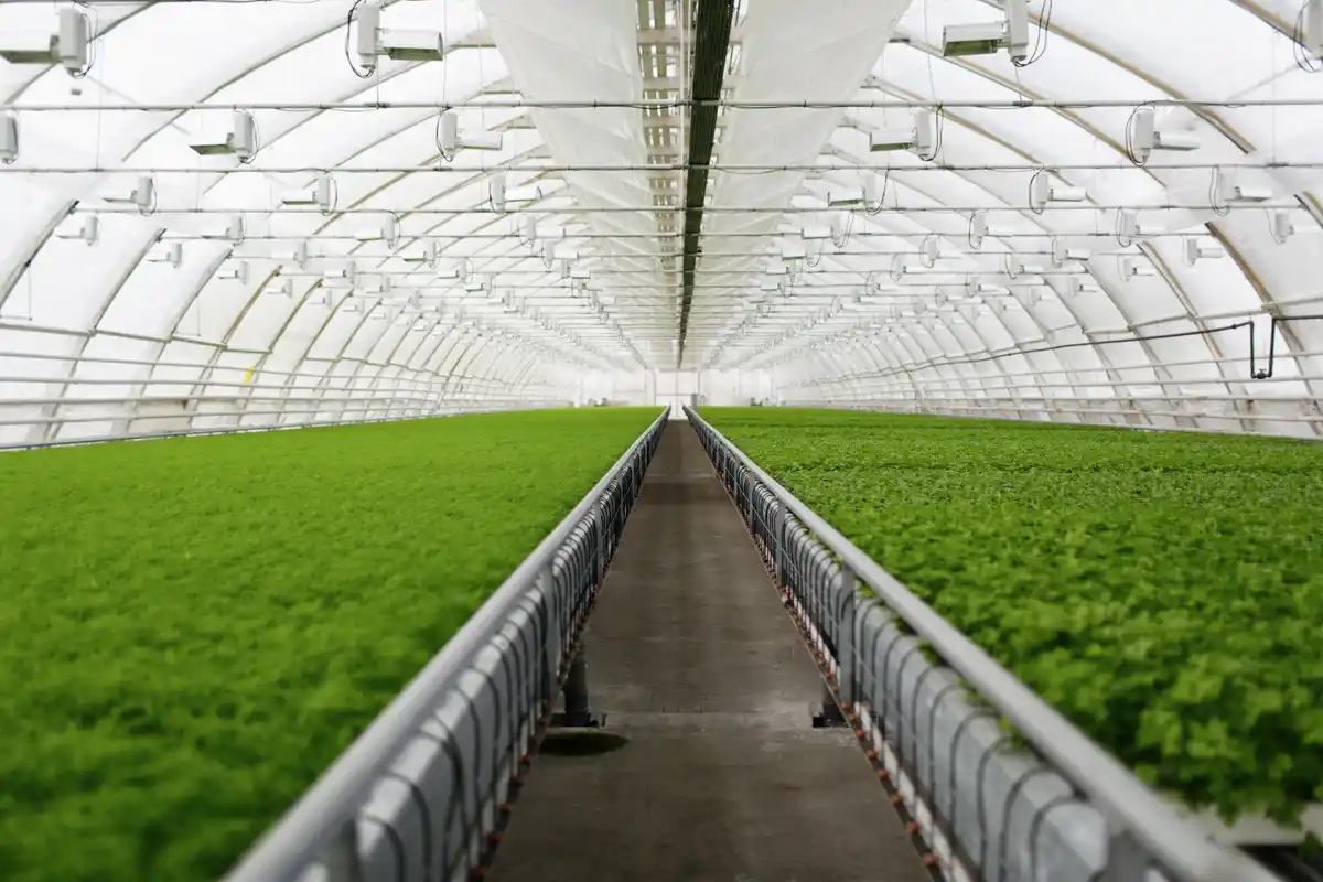north facing greenhouse netherlands
