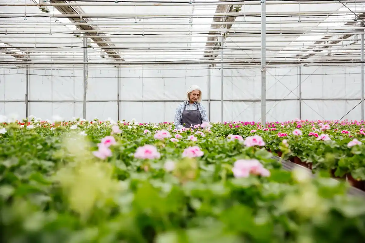 dutch greenhouse garden sun orientation