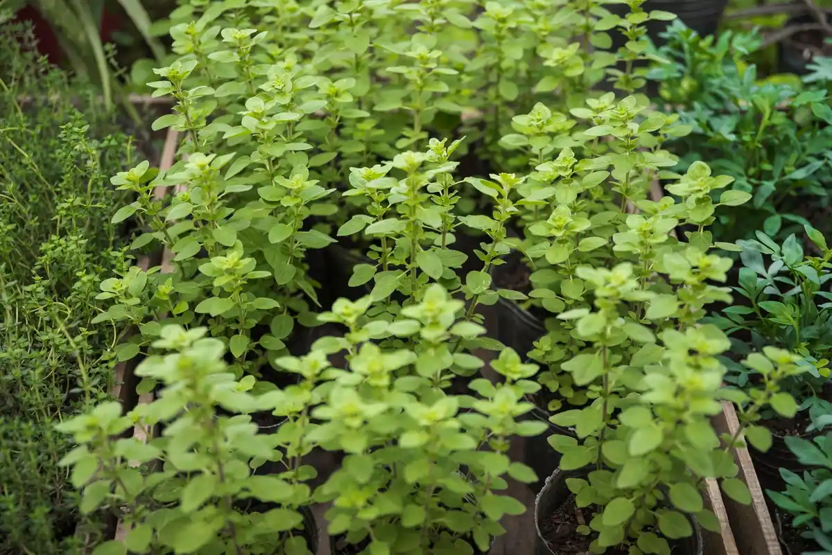 feng shui herb garden basil sunny Netherlands