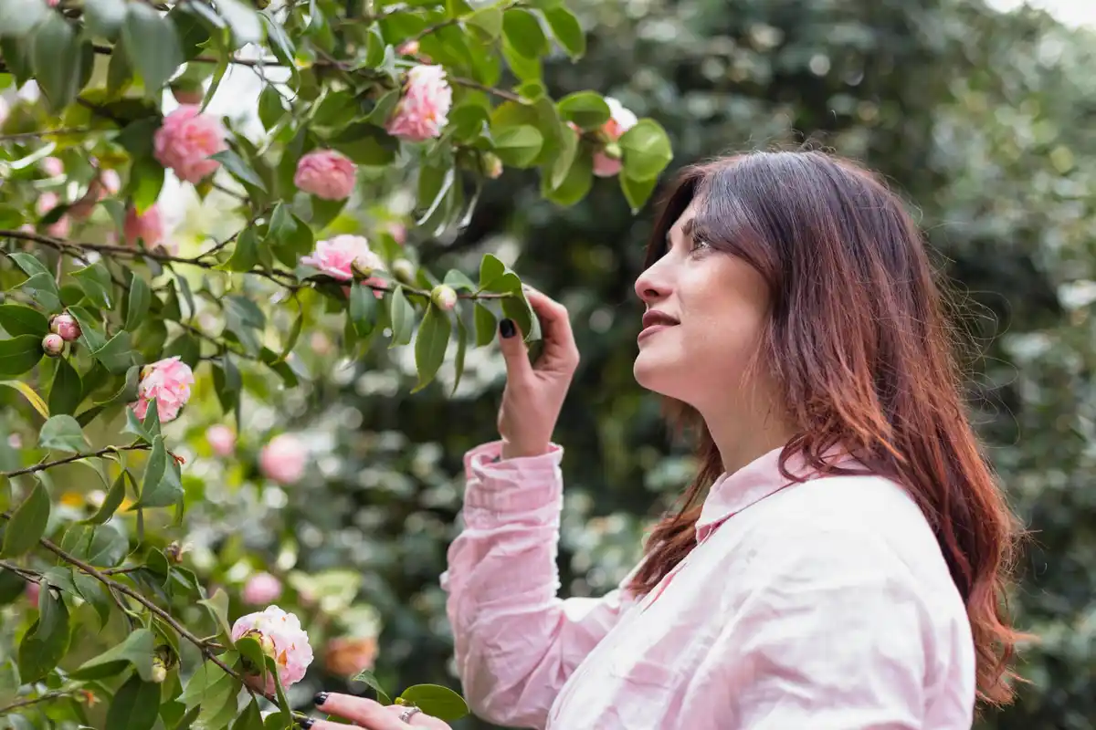 apple tree pollination trick dutch garden backyard bloom