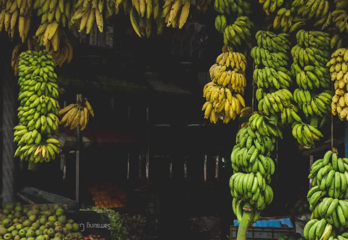 banana peels in vegetable garden netherlands