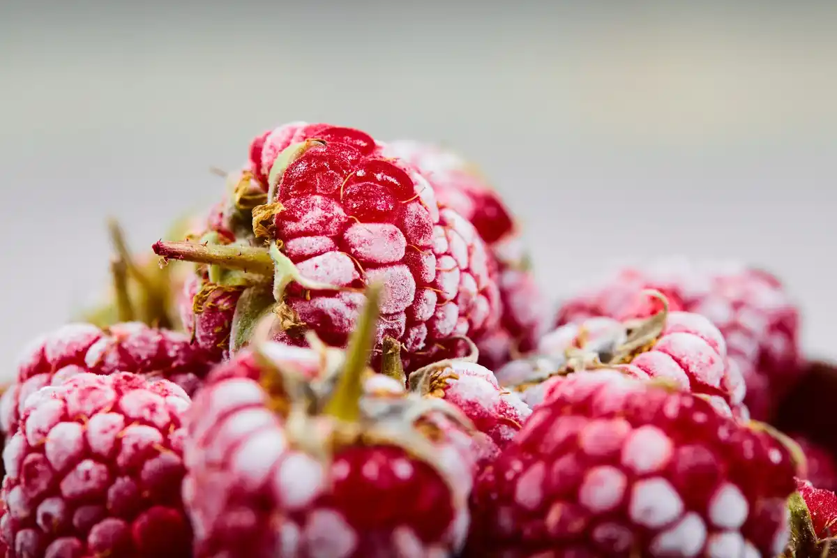 raspberry pruning Netherlands winter garden