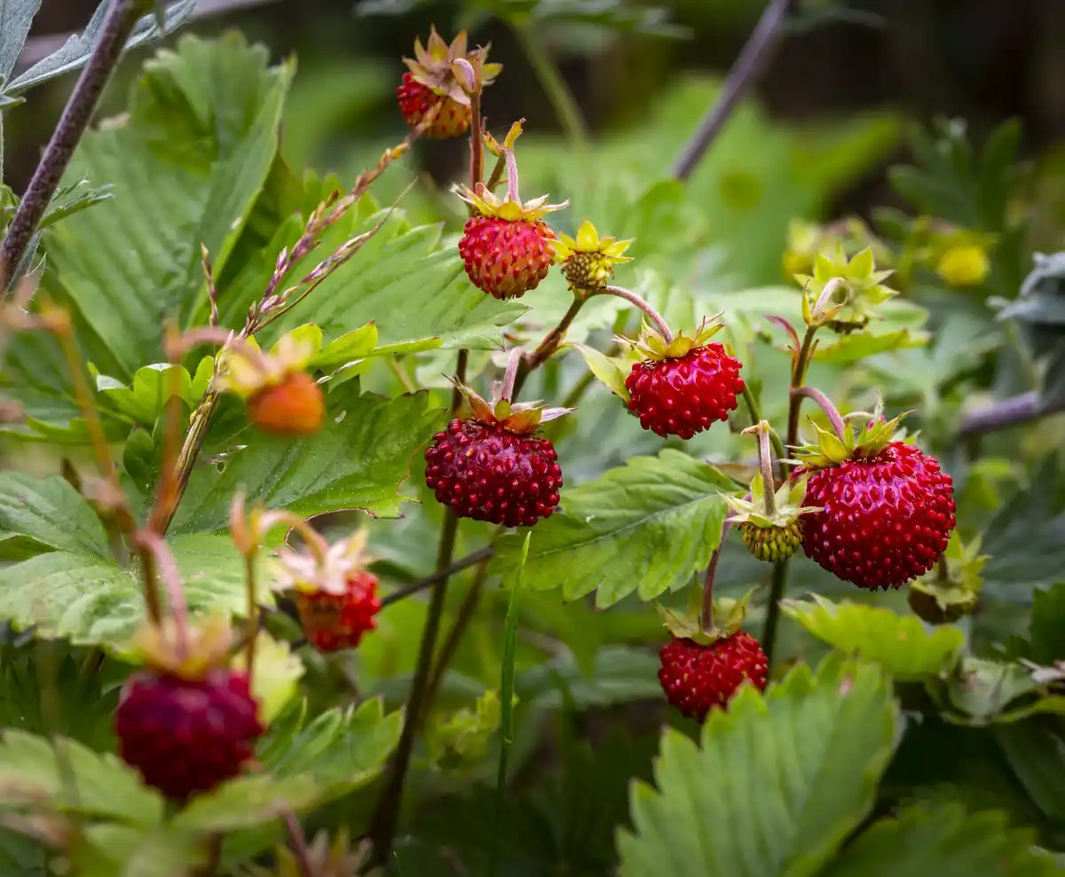 raspberry pruning in early spring in the Netherlands