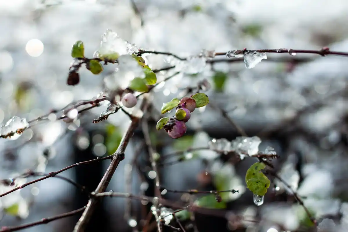 frozen raspberry bushes in Dutch winter garden