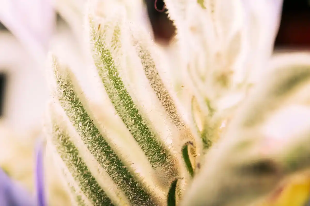 over-fertilized indoor plants close up