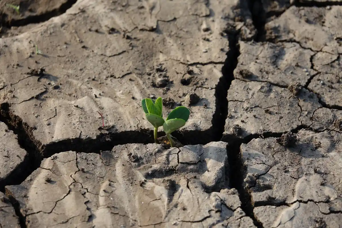 close up dead garden soil with fertilizer burn
