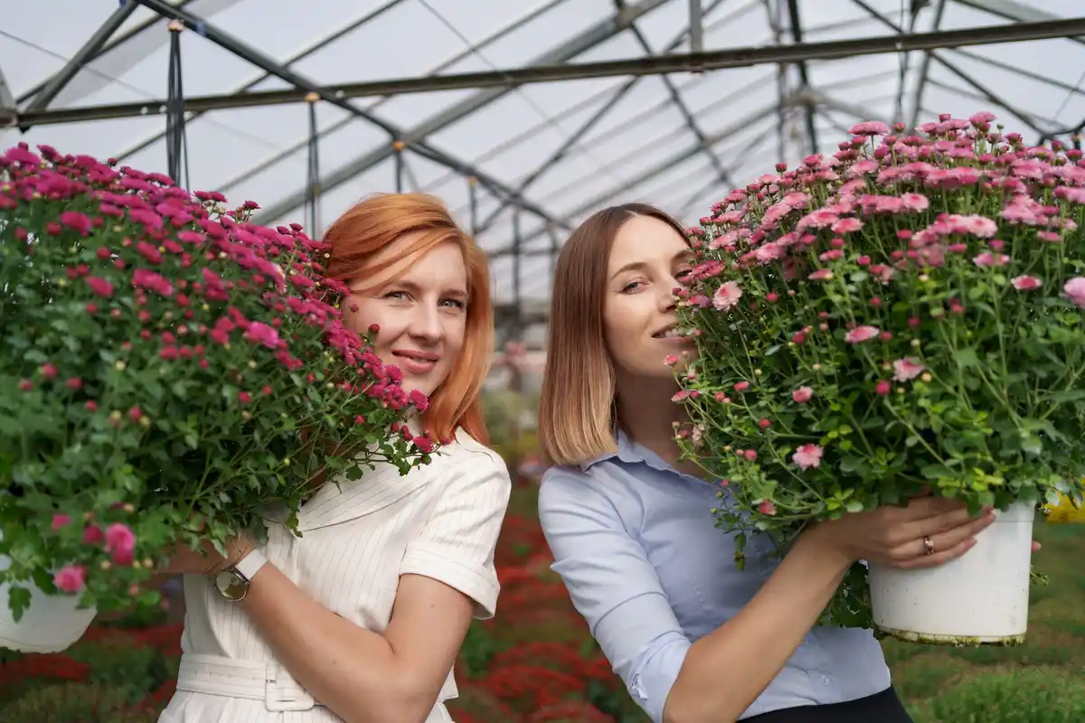 budget greenhouse in Dutch garden