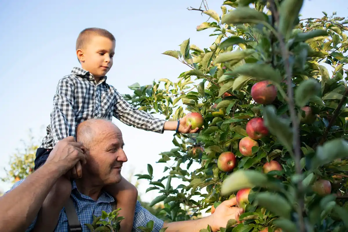 elderly dutch person harvesting fruit with modern cart orchard