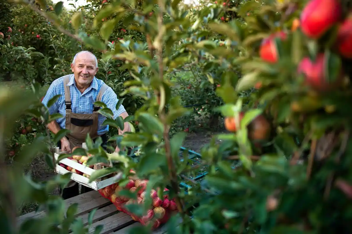 elderly person picking apples with modern cart dutch garden