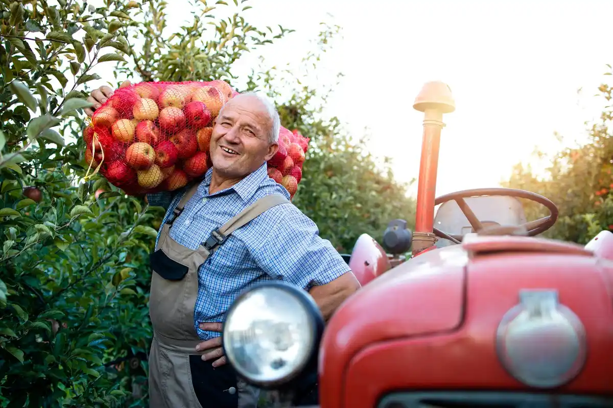 dutch seniors harvesting fruit with wheeled baskets in orchard