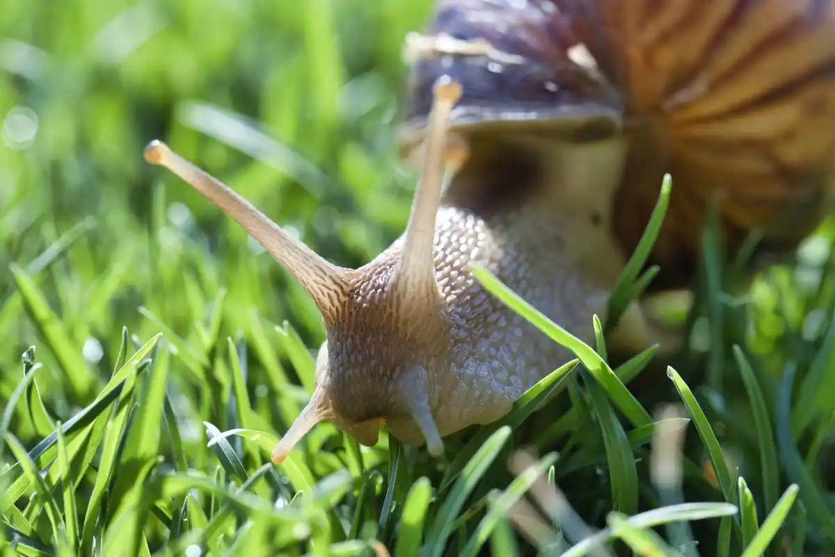 Dutch garden slug prevention natural solutions