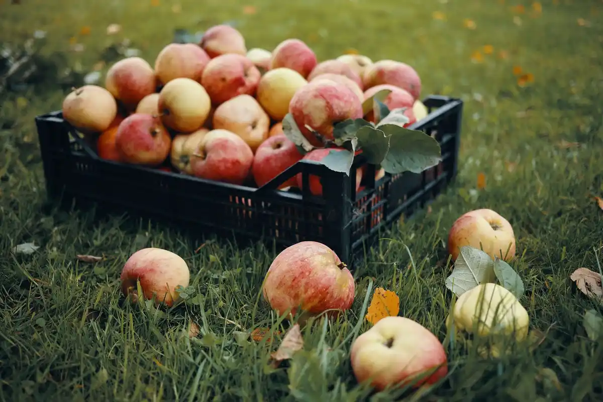 notaris apple Dutch heritage orchard