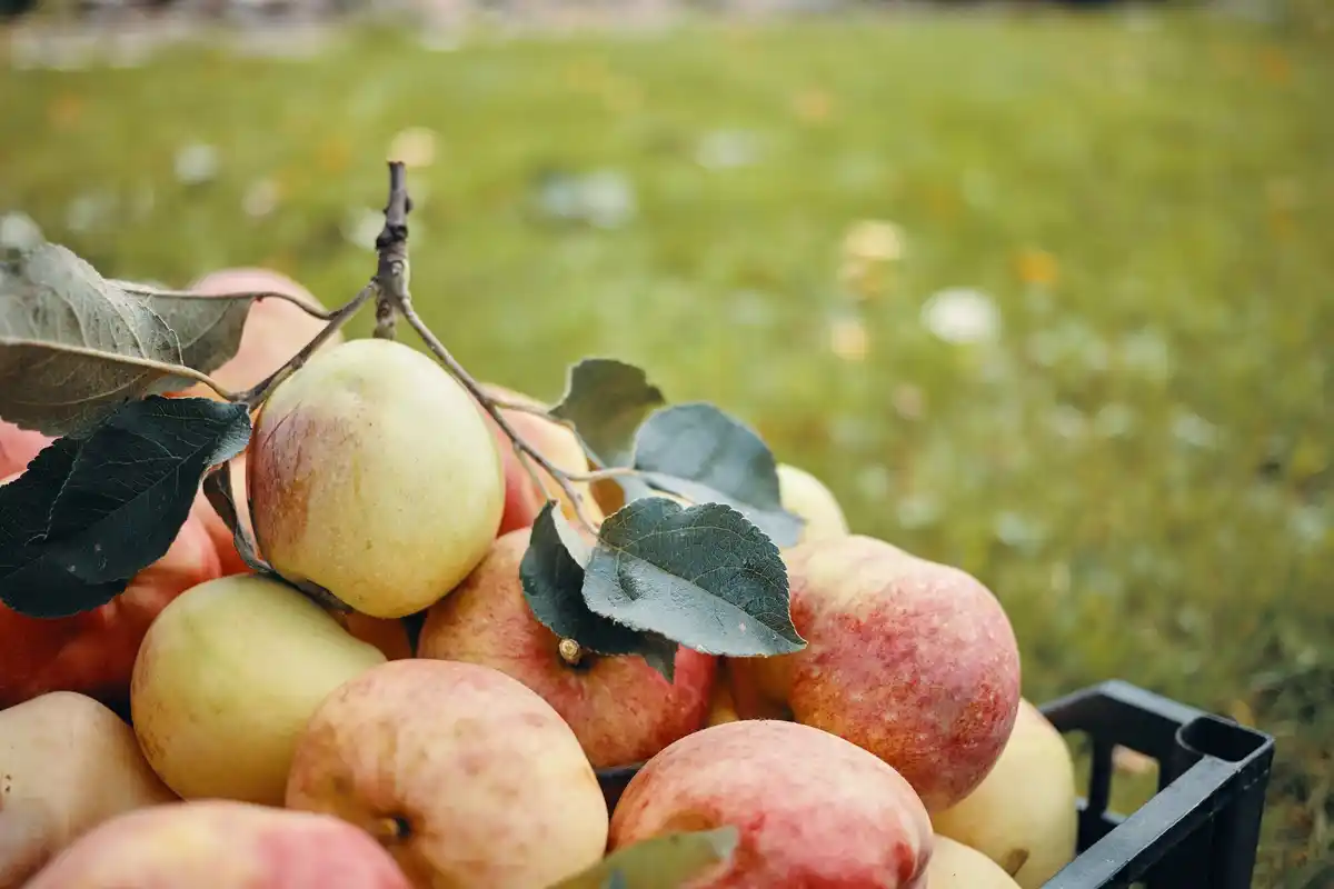old Dutch apple varieties orchard