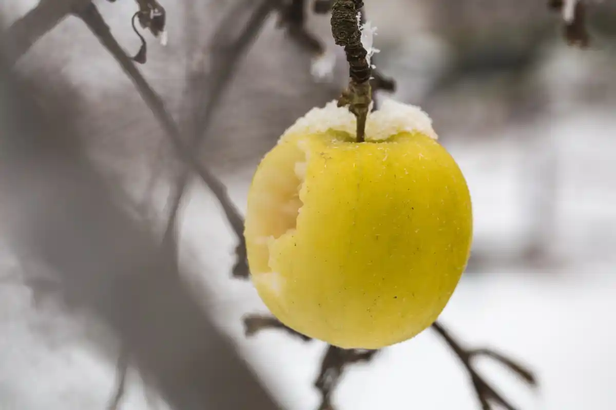 Notaris apple close-up Dutch style