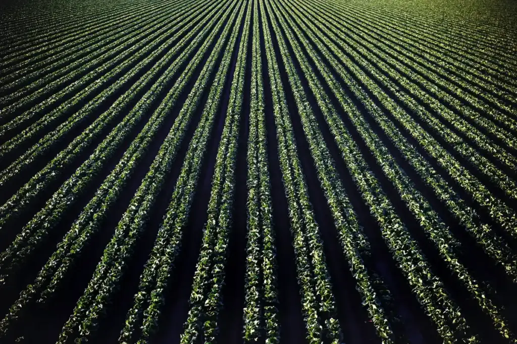 vegetable garden rows orientation east west sunlight Dutch