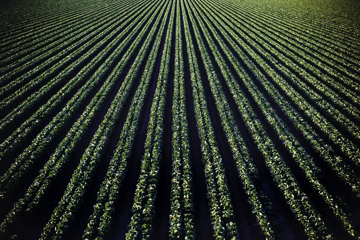 vegetable garden rows orientation east west sunlight Dutch