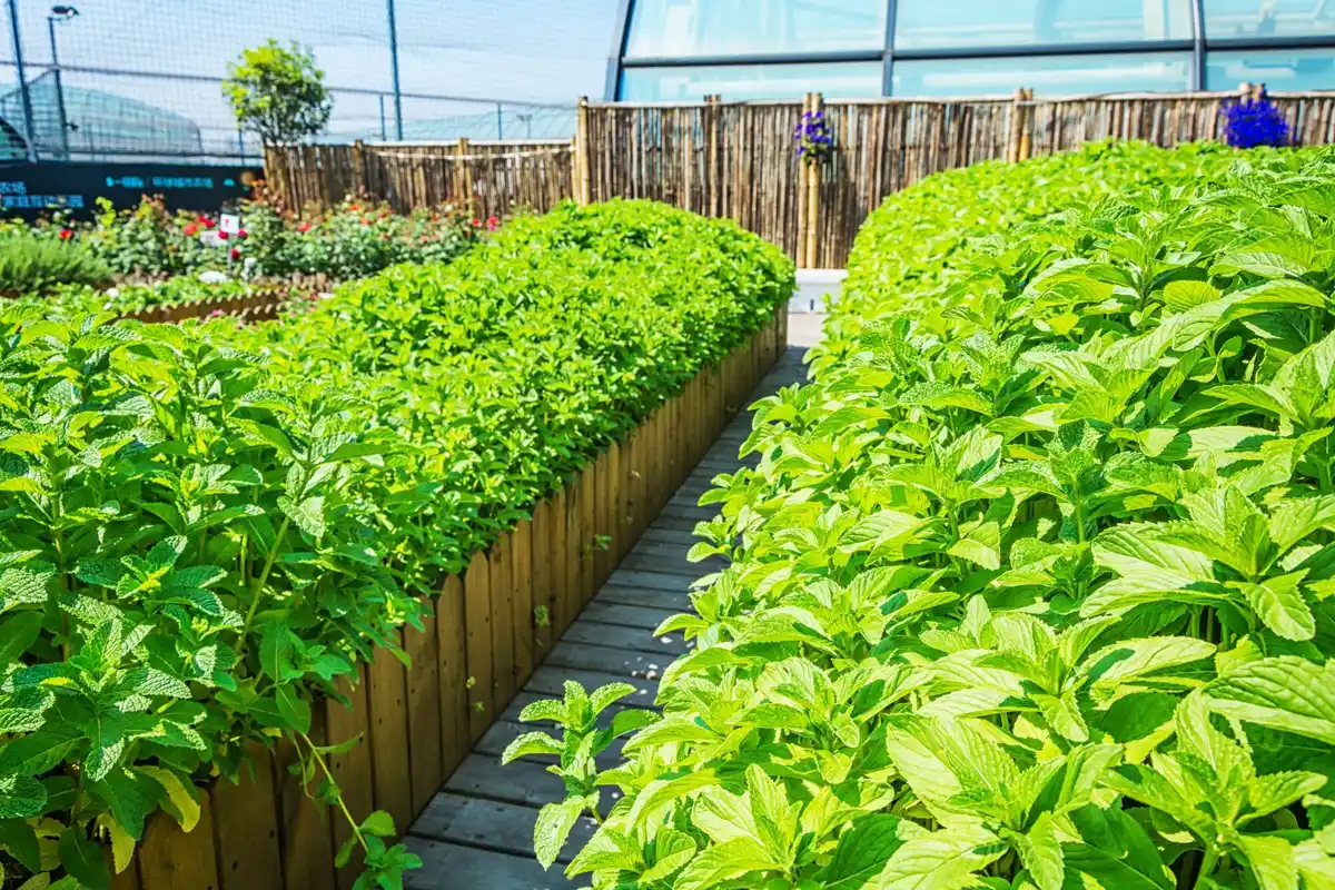 vegetable garden east west rows sunny morning