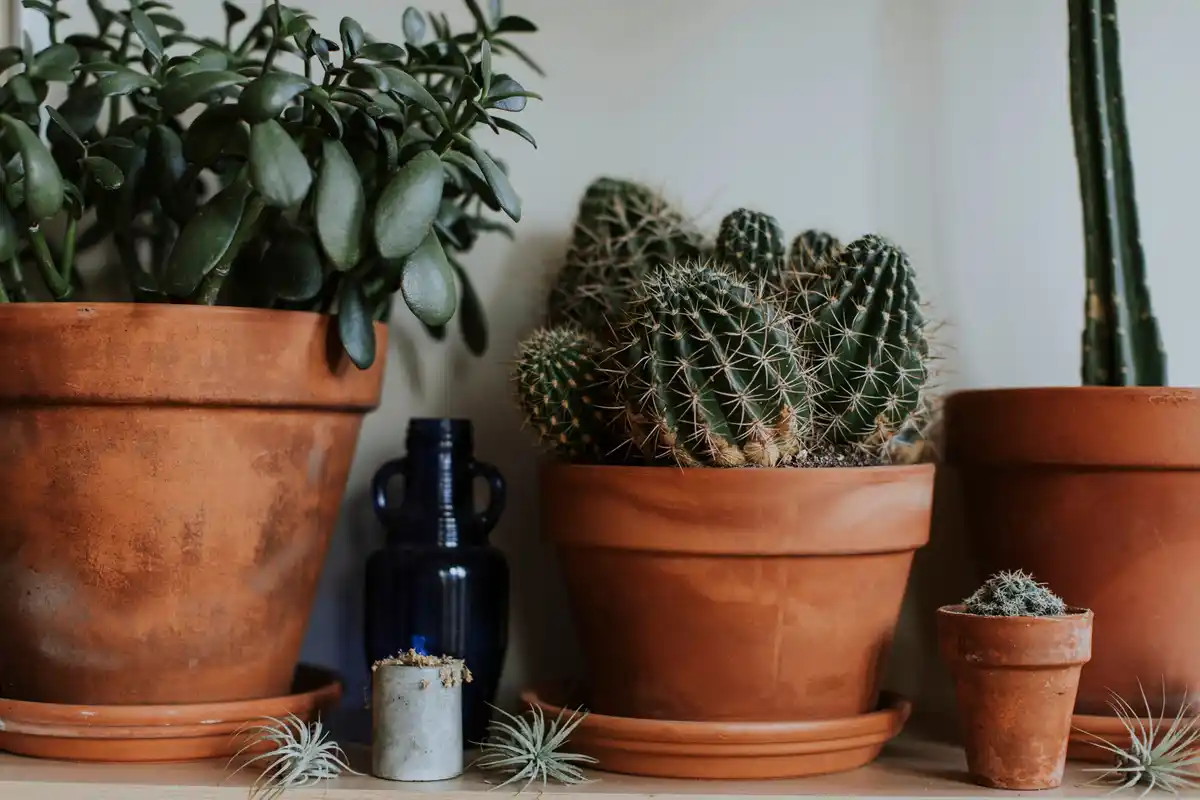 Dutch urban garden terracotta plant pots rustic