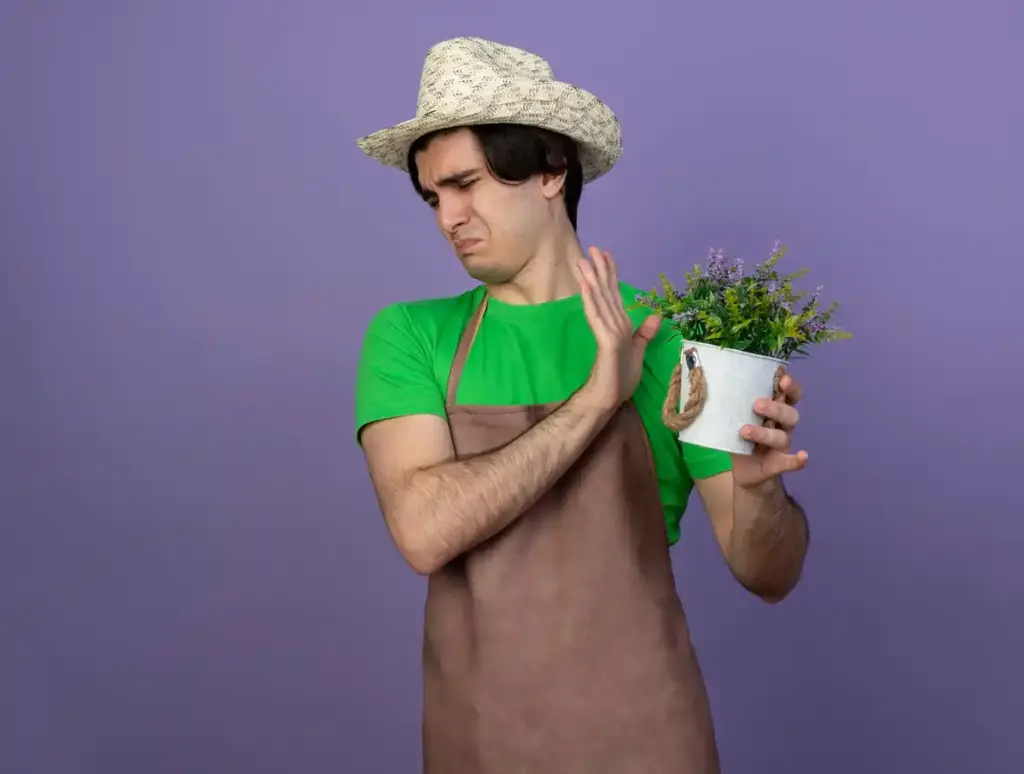 dutch seed packet garden disappointment real people