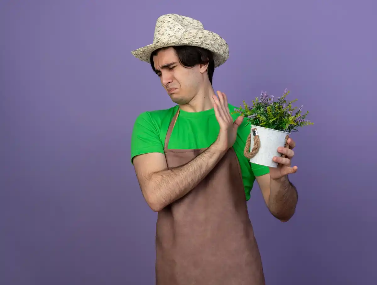 dutch seed packet garden disappointment real people