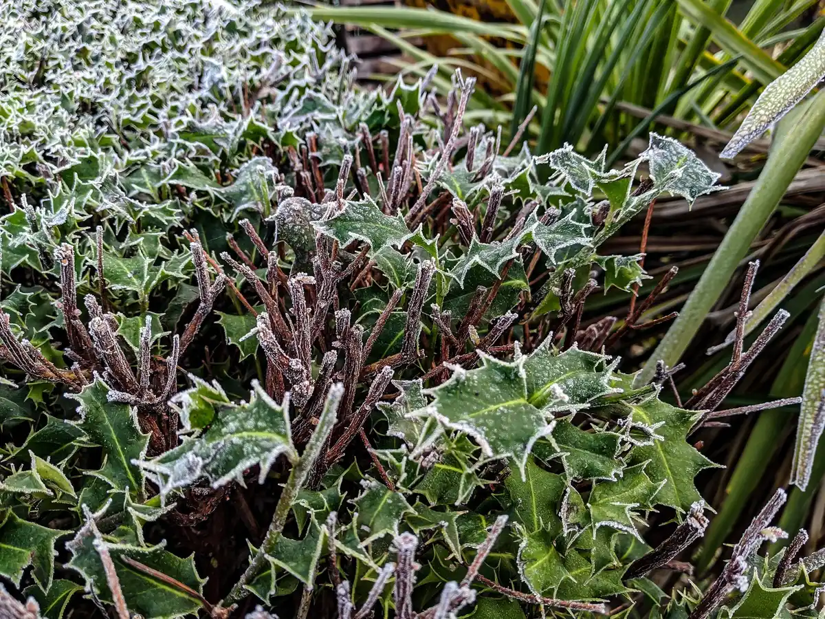 diseased tomato plants Netherlands phytophthora garden