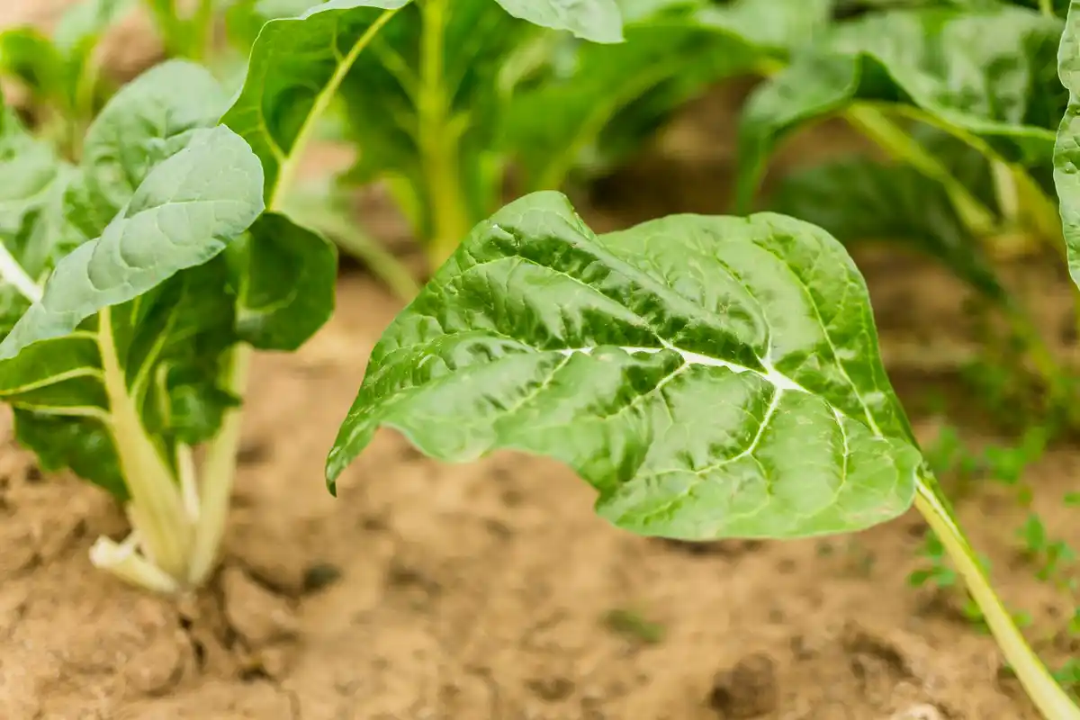 arugula leaves growing home garden