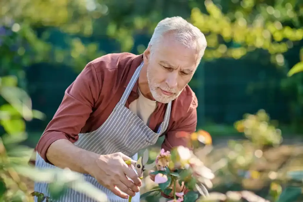 elderly Dutch gardener sowing seeds raised bed spring