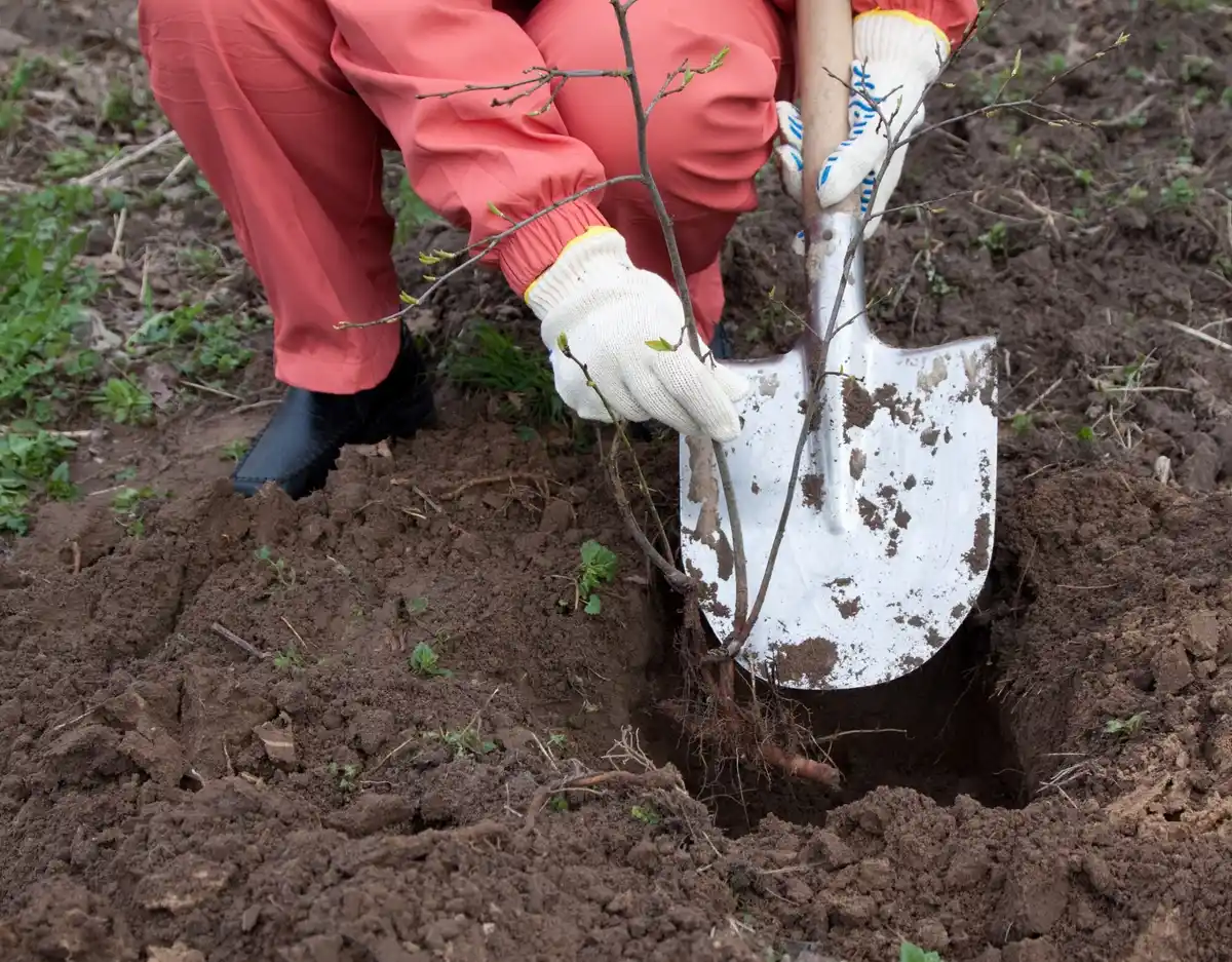 burying eggs under fruit tree roots dutch garden