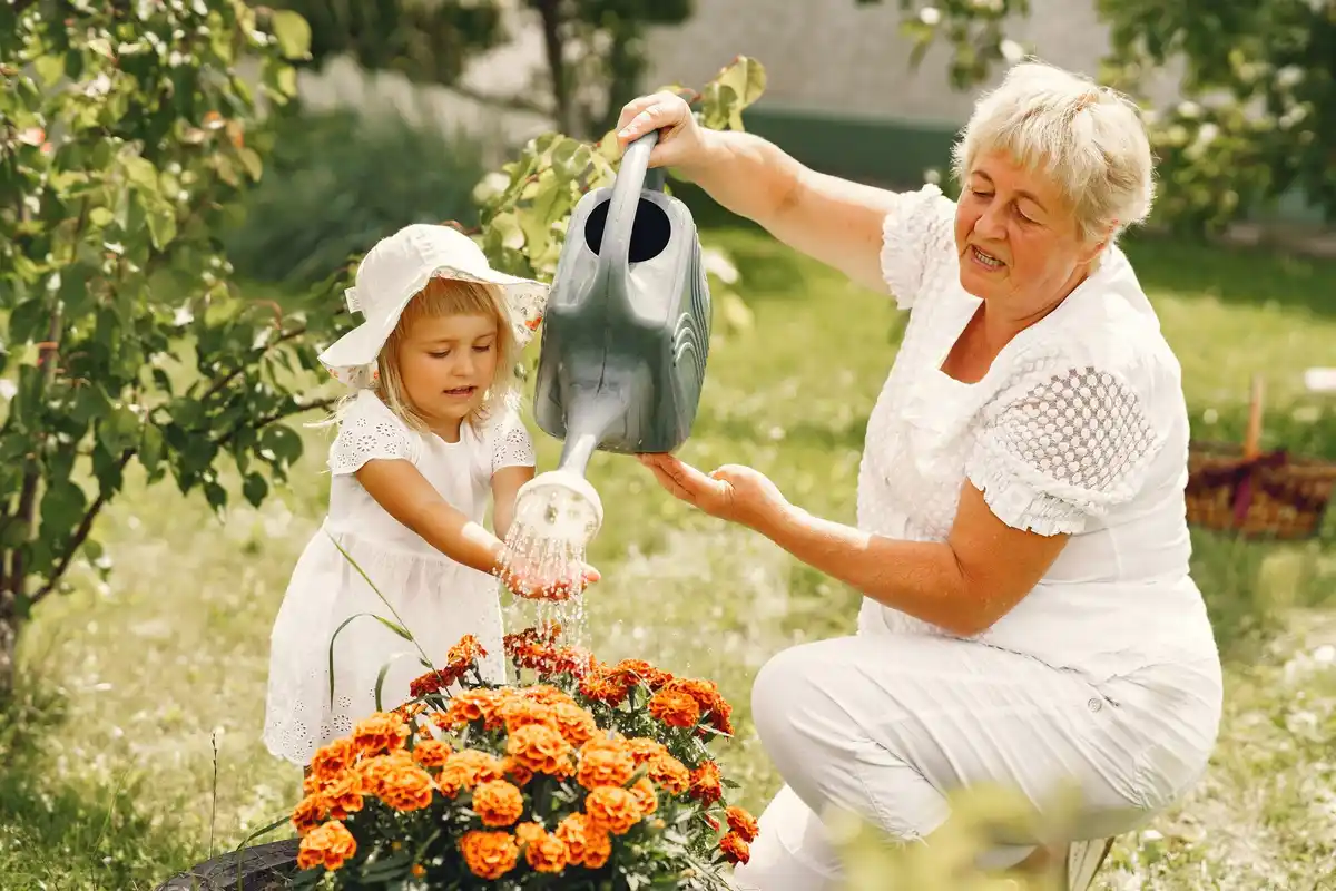 grandma sprinkling sugar over tomato plants in Dutch garden