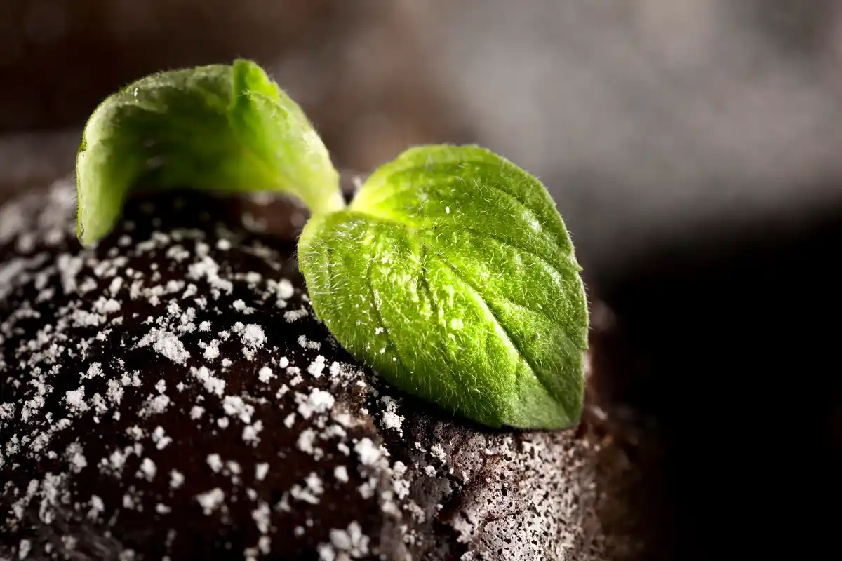 closeup sugar granules on dark soil tomato plant Netherlands