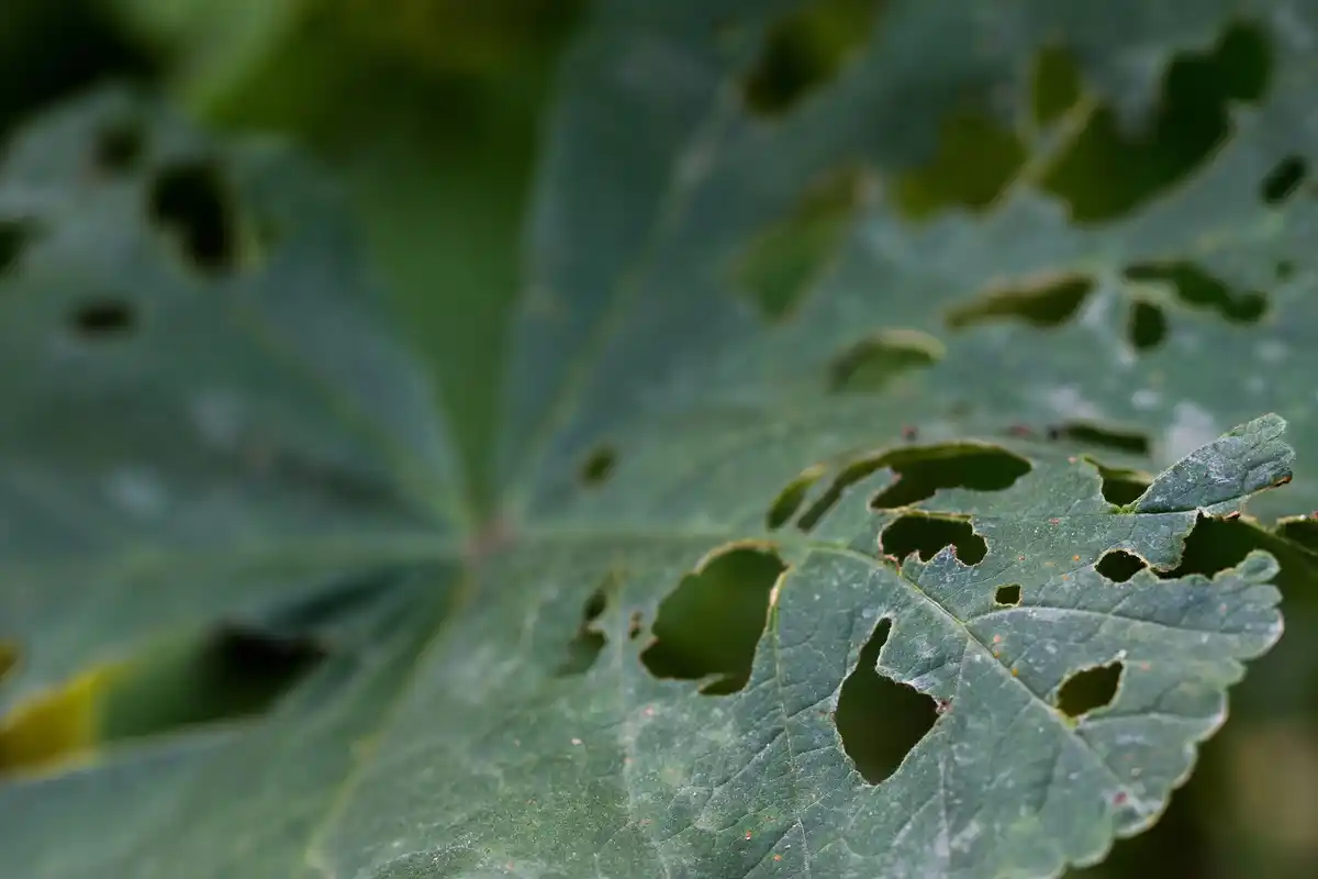 infected garden plant close up tool dirty disease netherlands