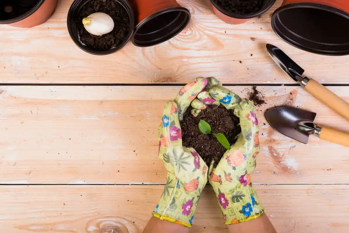 sowing seeds in the garden in spring, Dutch garden, hands planting