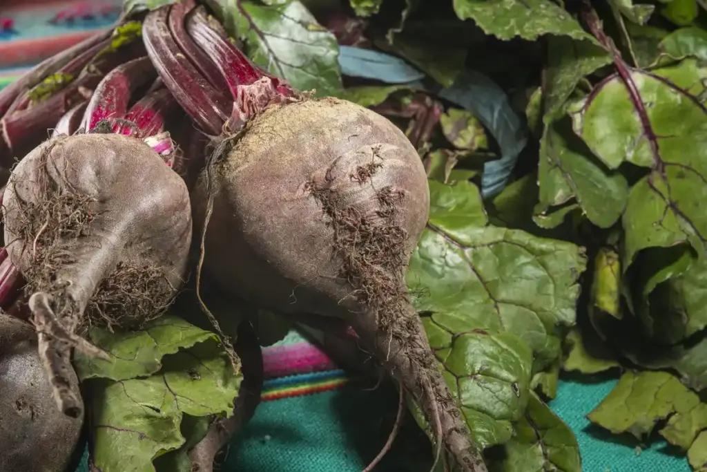 Dutch garden radish with coffee grounds in soil
