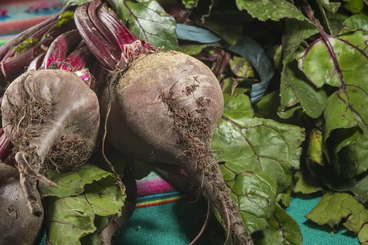 Dutch garden radish with coffee grounds in soil