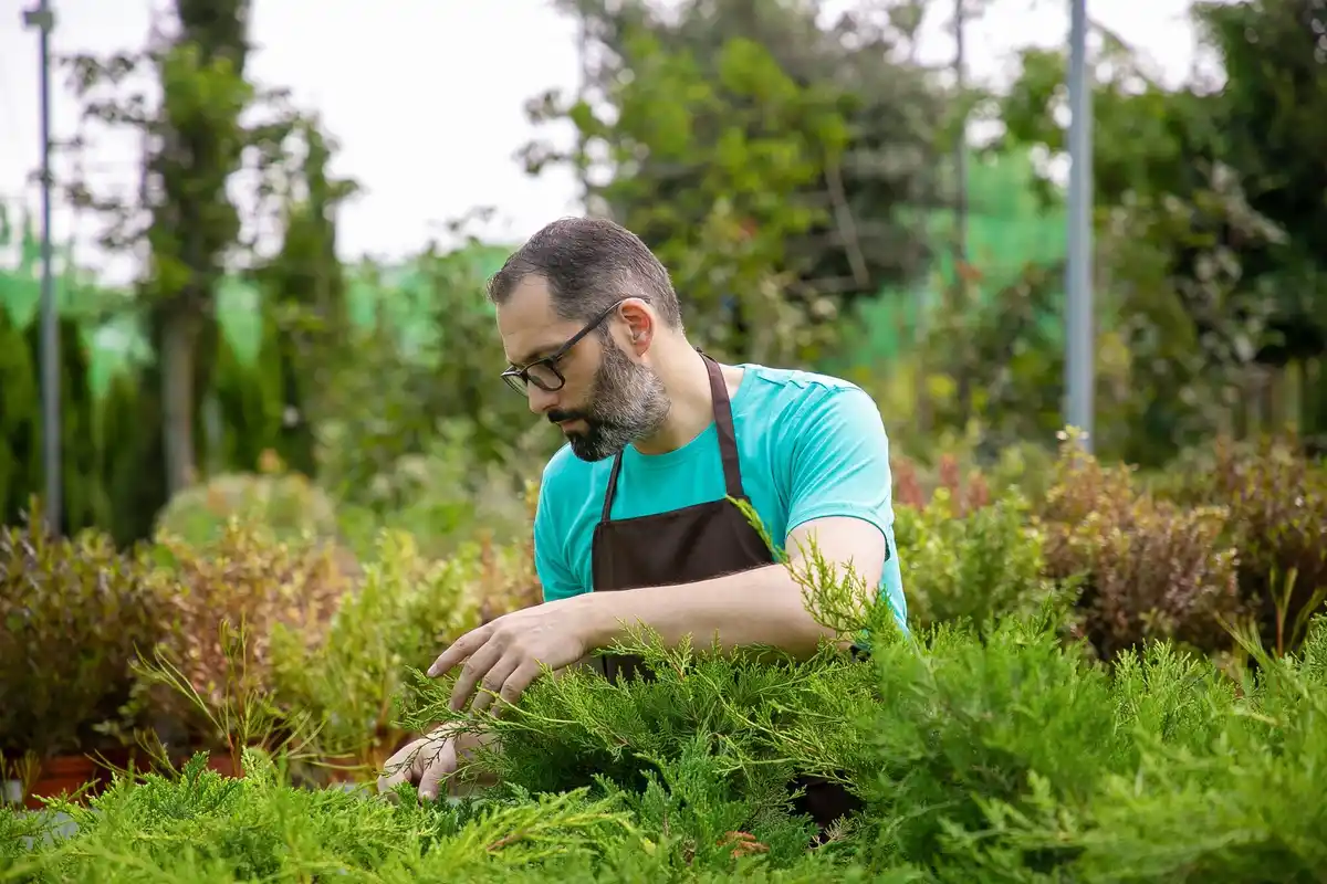 dutch gardener using nettle fertilizer in vegetable garden