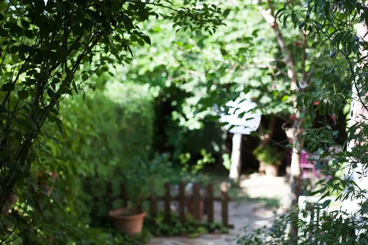 different types of fruit trees lined up in small Dutch backyards