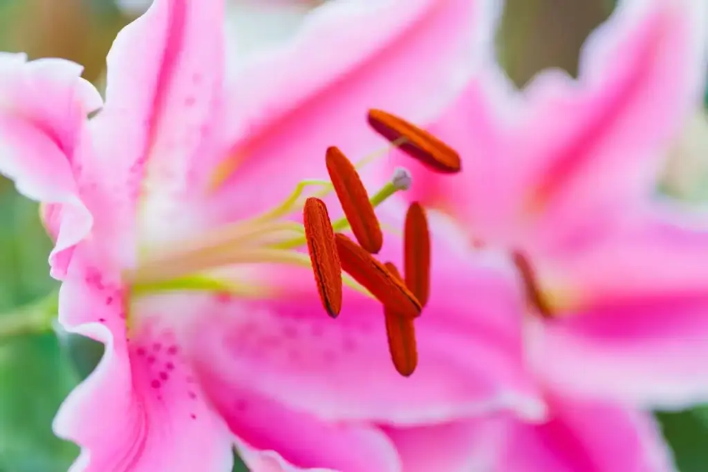 poisonous oleander plant pets netherlands