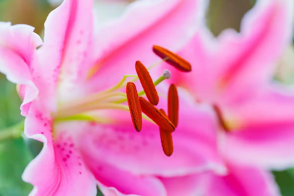 poisonous oleander plant pets netherlands