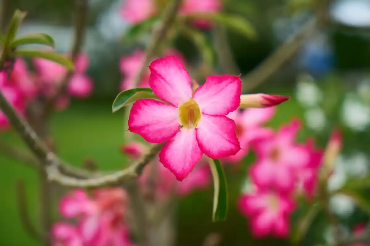 oleander plant toxic pets netherlands garden