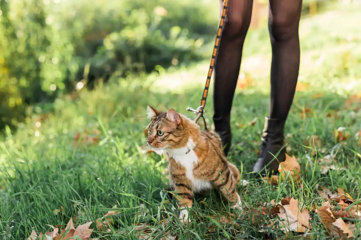 cat smelling poisonous plants danger in dutch garden