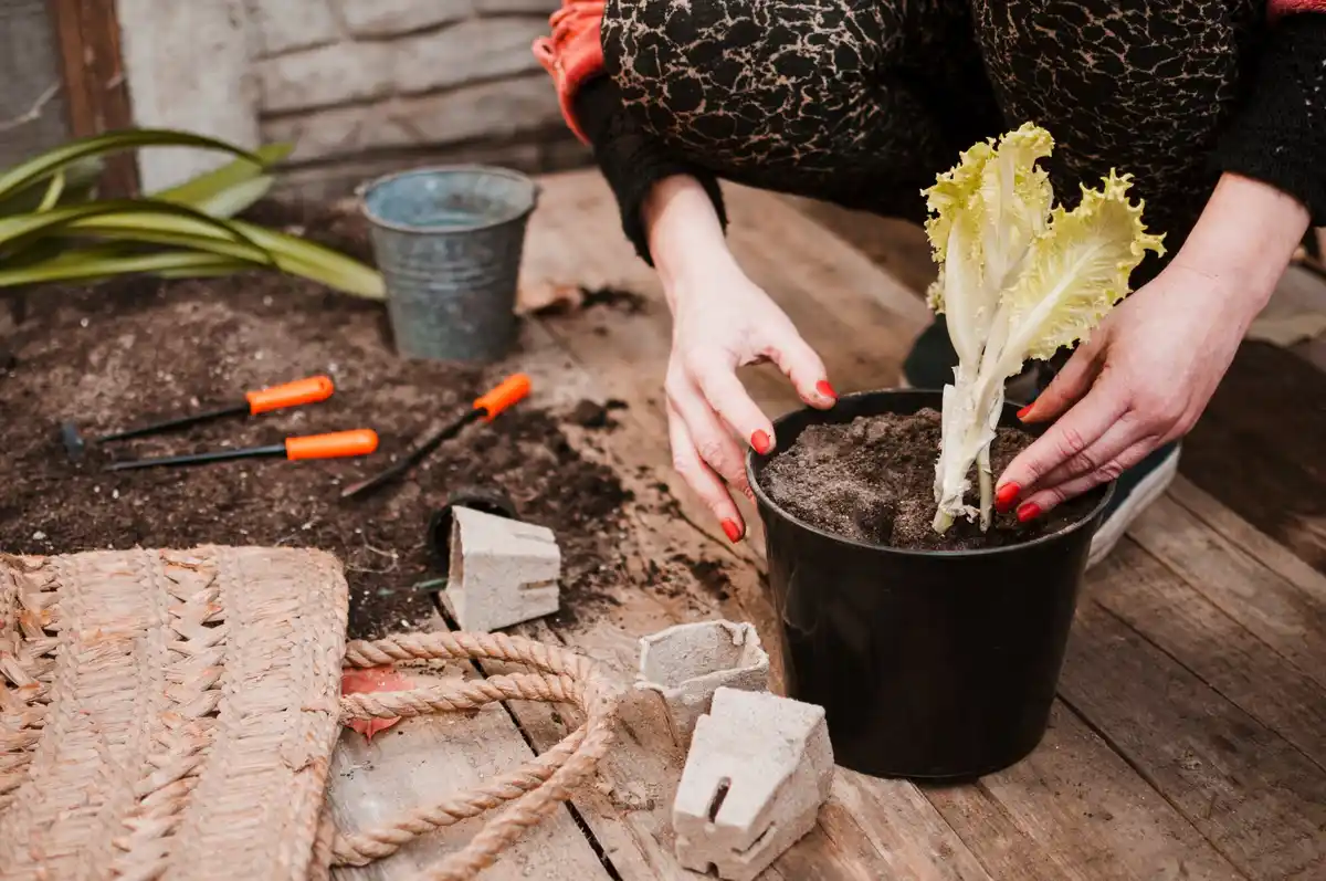 Dutch vegetable garden DIY method