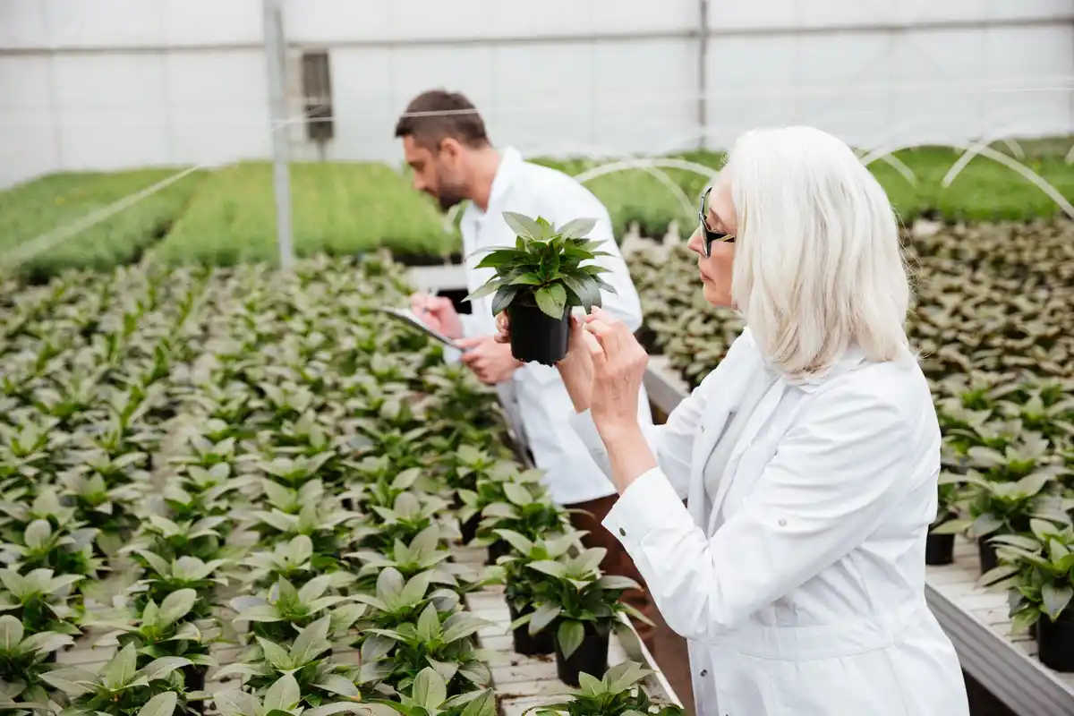 Dutch greenhouse with thriving cucumber and basil plants