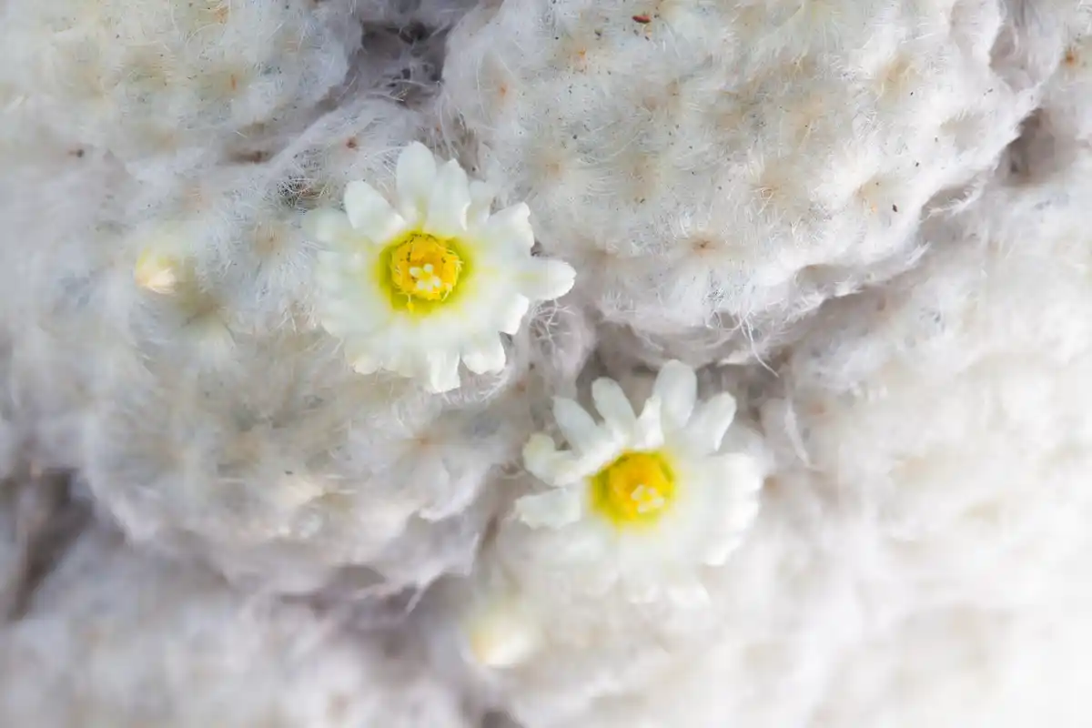 closeup seeds sprouting on cotton holland kitchen