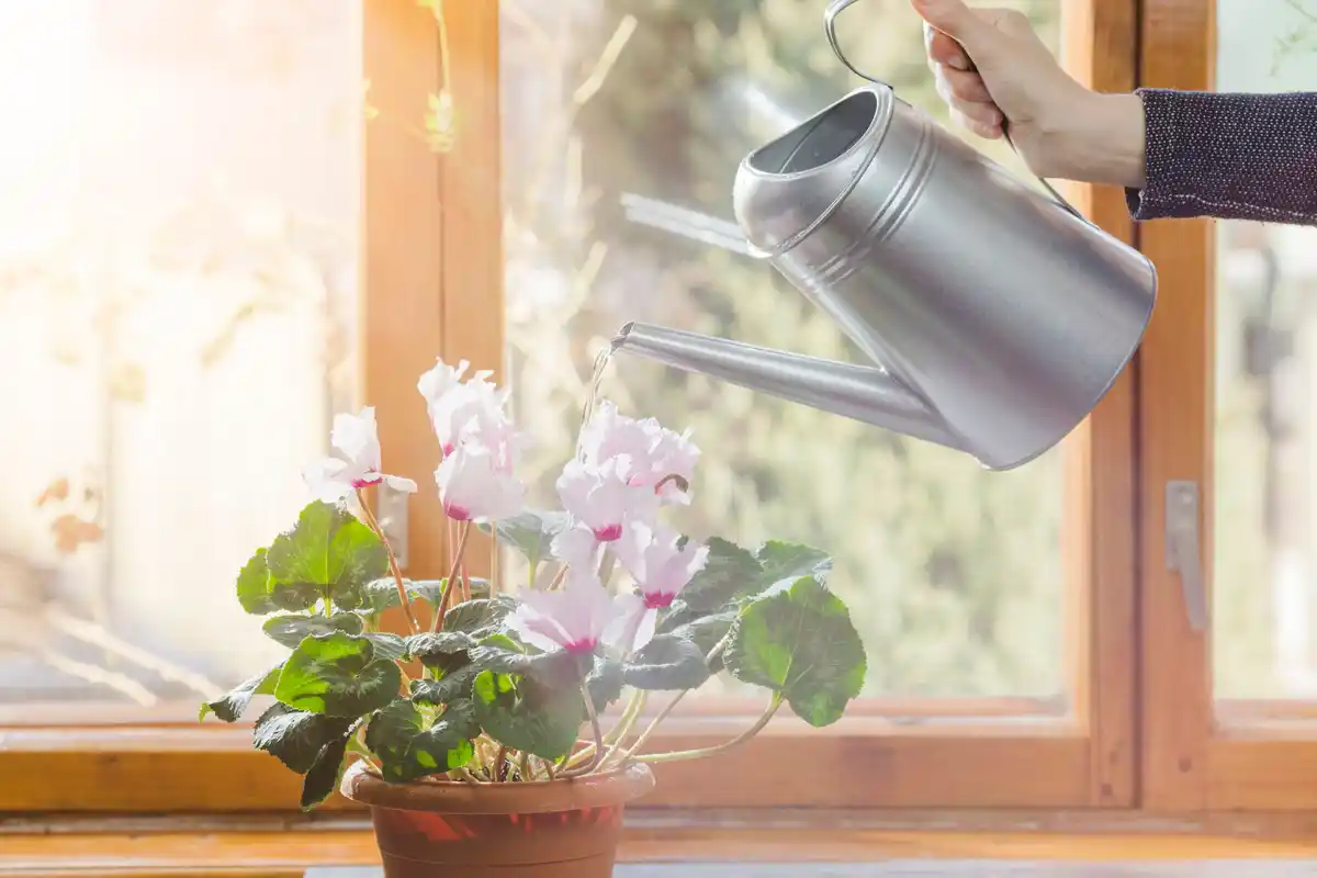 watering houseplants with aspirin water in a bright Dutch windowsill