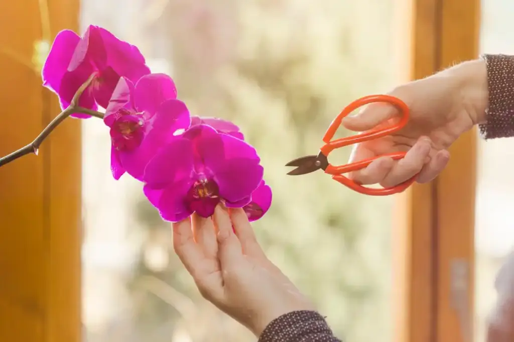orchid vs succulent urban millennials Netherlands