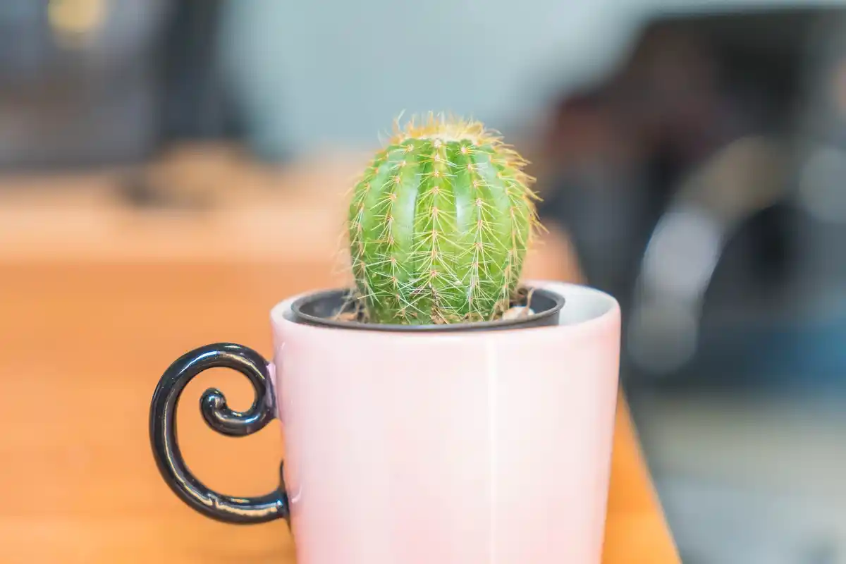 succulents on Dutch office desk