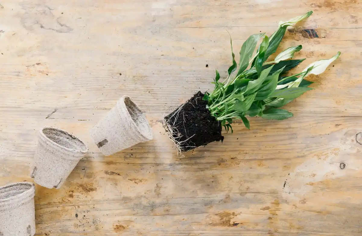 dutch garden seed germination wc paper