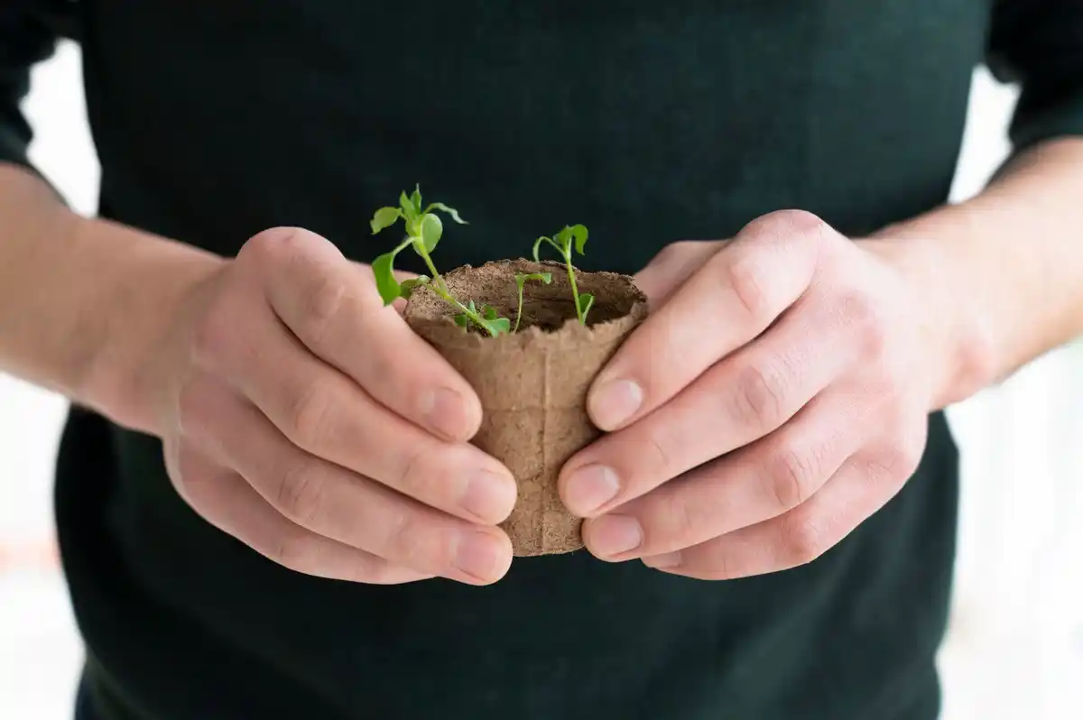 hands sowing seeds in toilet paper dutch garden