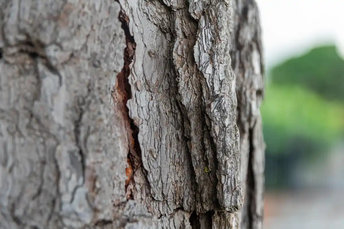 walnut tree roots garden close up